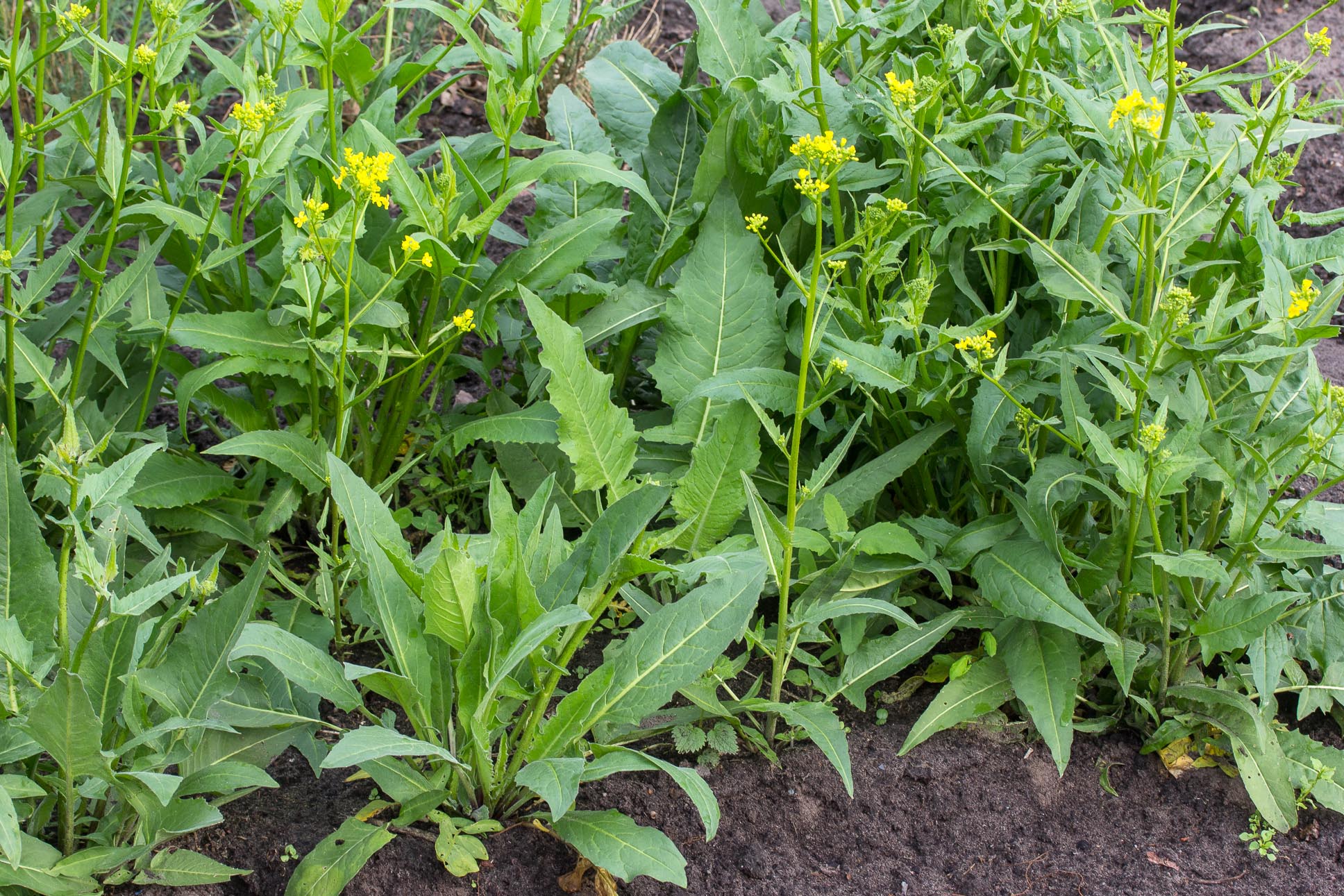 Grote hardvrucht - Bunias orientalis : Losse grammen Grote hardvrucht - Bunias orientalis : Losse grammen