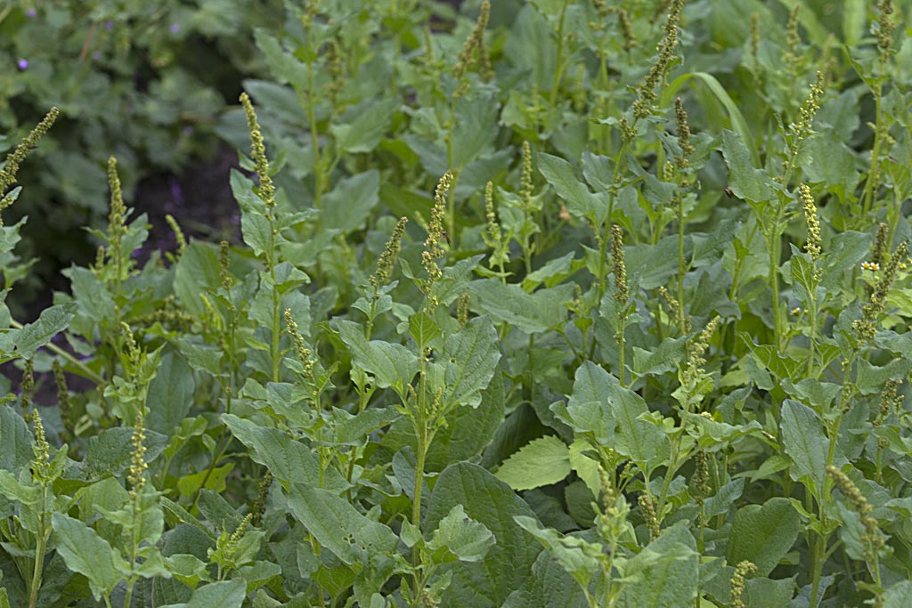 Brave hendrik - Blitum bonus-henricus : Zakje Brave hendrik - Blitum bonus-henricus : Zakje