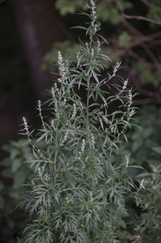 Bijvoet - Artemisia vulgaris : Plant in P9 pot Bijvoet - Artemisia vulgaris : Plant in P9 pot