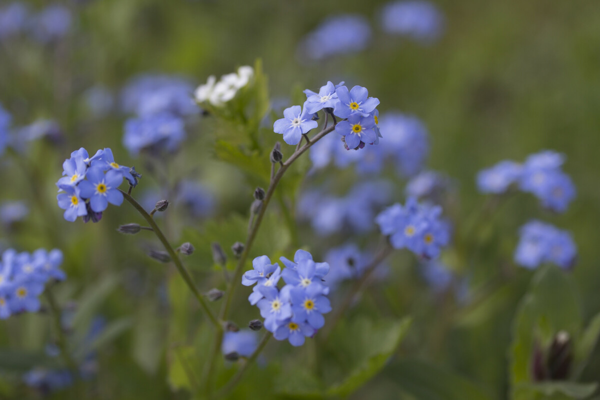 Plantpakket Gedenk Hoeckje