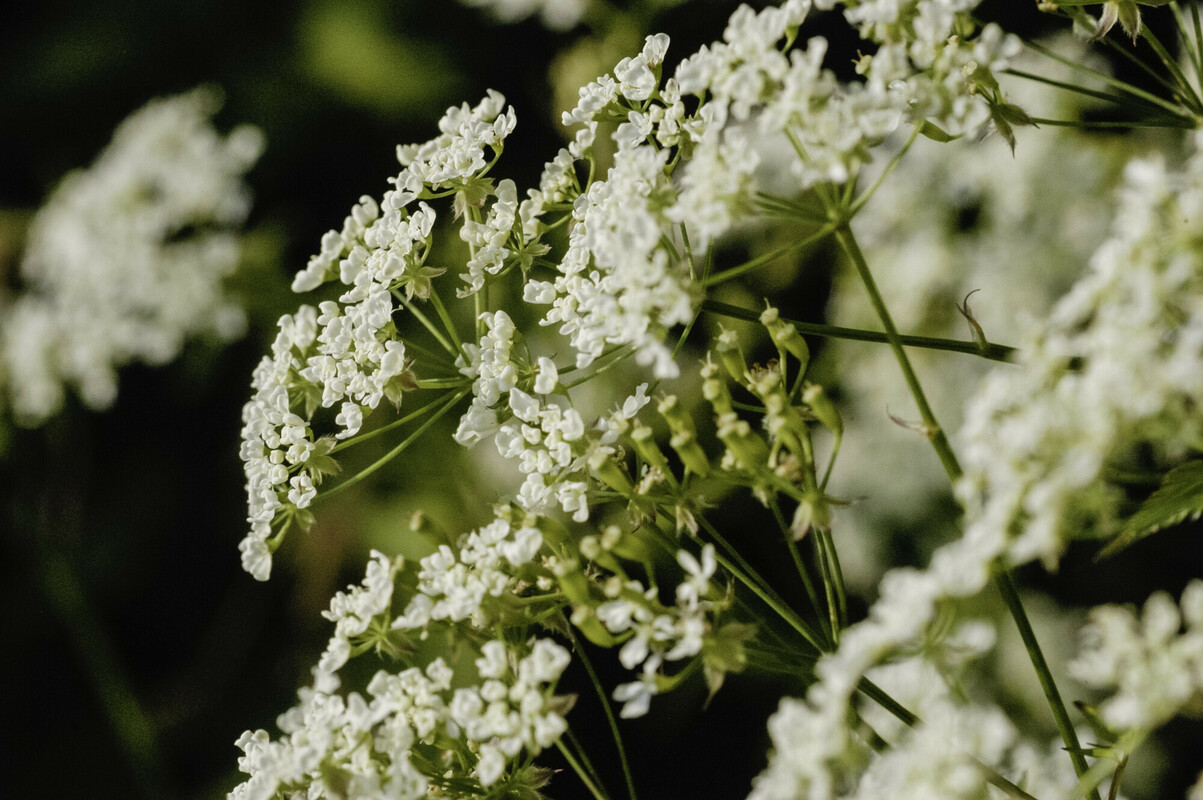 Fluitenkruid - Anthriscus sylvestris : Losse grammen Fluitenkruid - Anthriscus sylvestris : Losse grammen