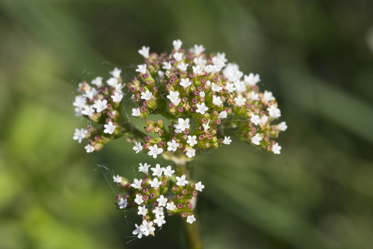 Kleine valeriaan - Valeriana dioica : Losse grammen