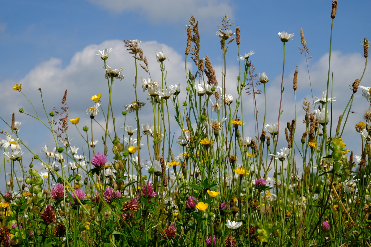 G2 Bloemrijk grasland - zware grond : Zakje voor 15-25M2 G2 Bloemrijk grasland - zware grond : Zakje voor 15-25M2