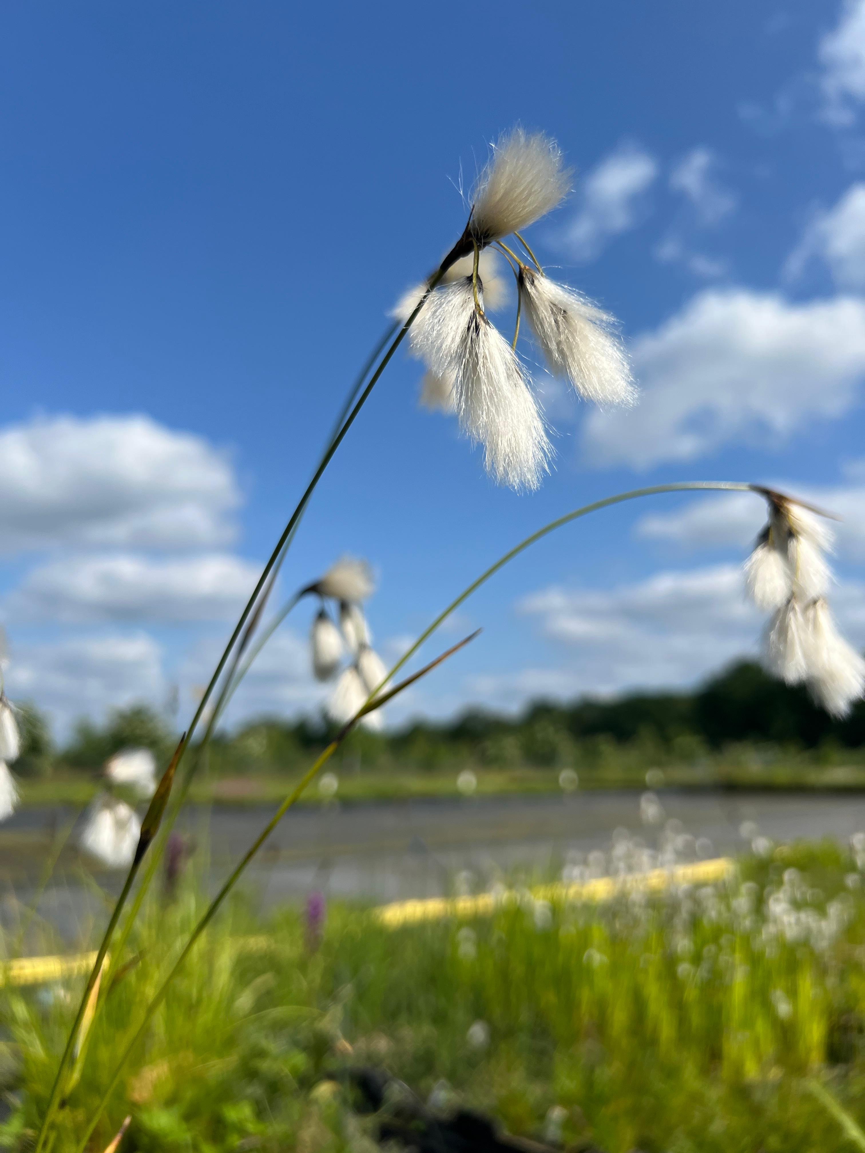 Veenpluis - Eriophorum angustifolium : Plant in P9 pot