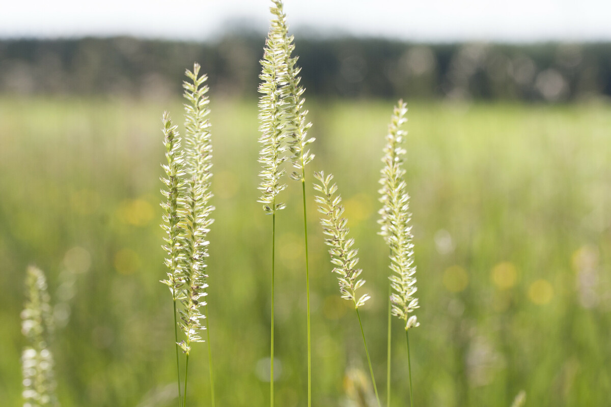 Kamgras - Cynosurus cristatus : Zakje