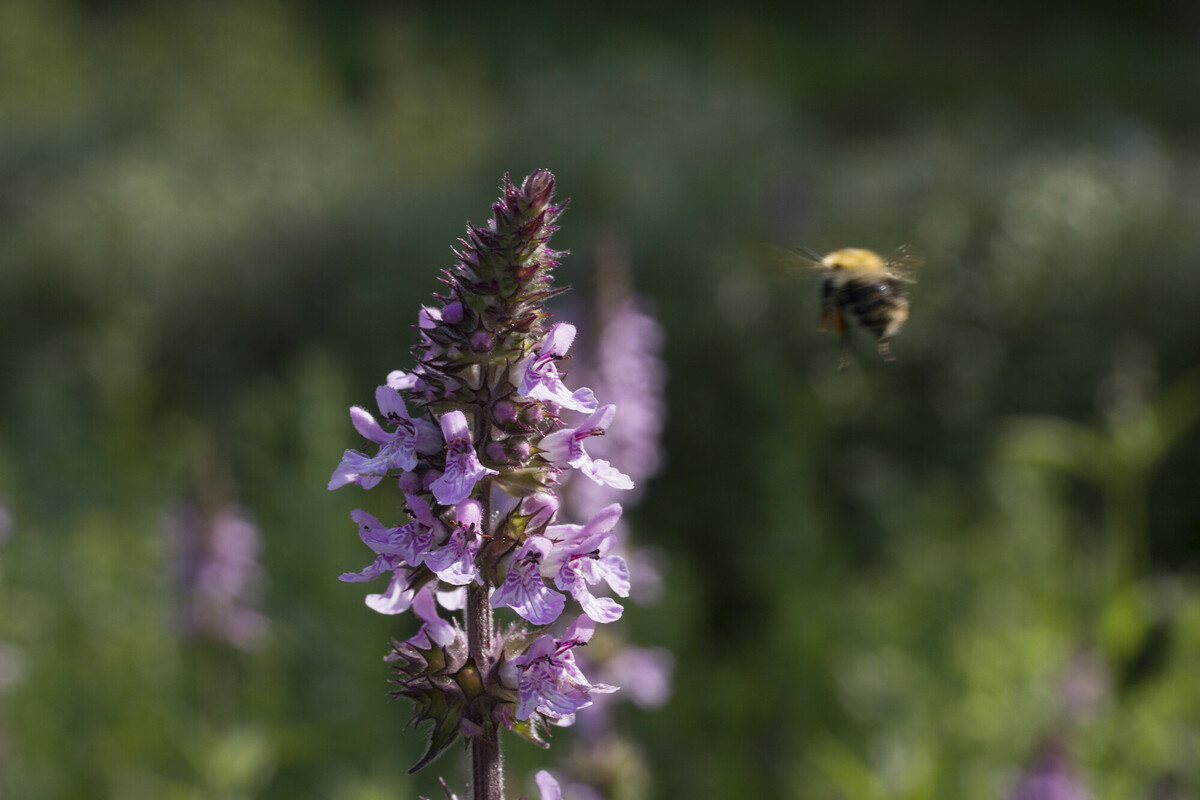 Moerasandoorn - Stachys palustris : Plant in P9 pot