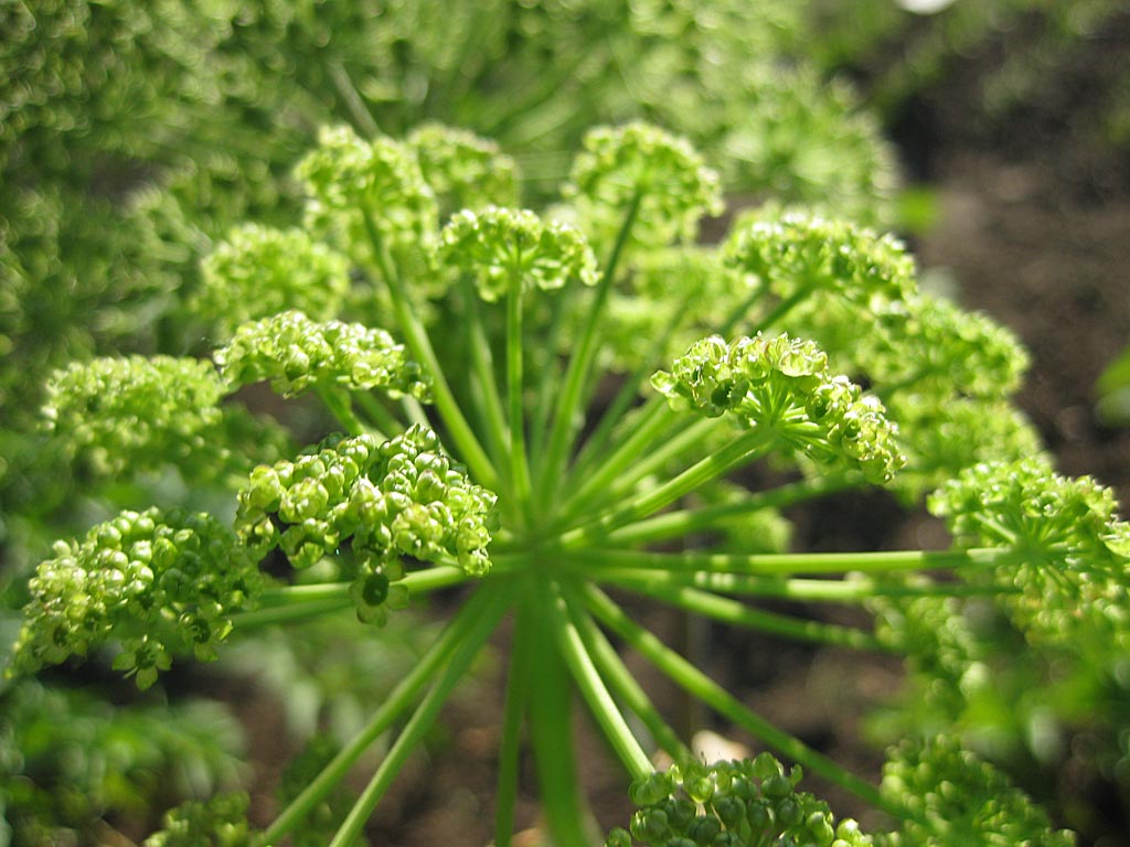 Grote engelwortel - Angelica archangelica : Plant in P9 pot Grote engelwortel - Angelica archangelica : Plant in P9 pot