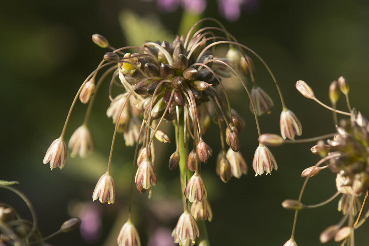 Moeslook - Allium oleraceum : Zakje