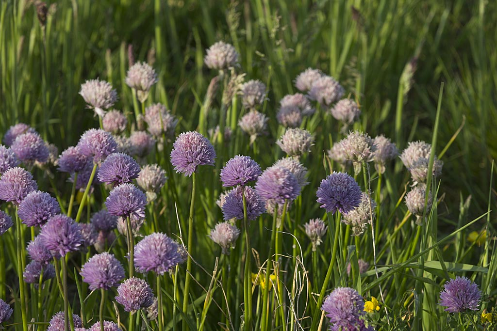 Bieslook - Allium schoenoprasum : Losse grammen Bieslook - Allium schoenoprasum : Losse grammen