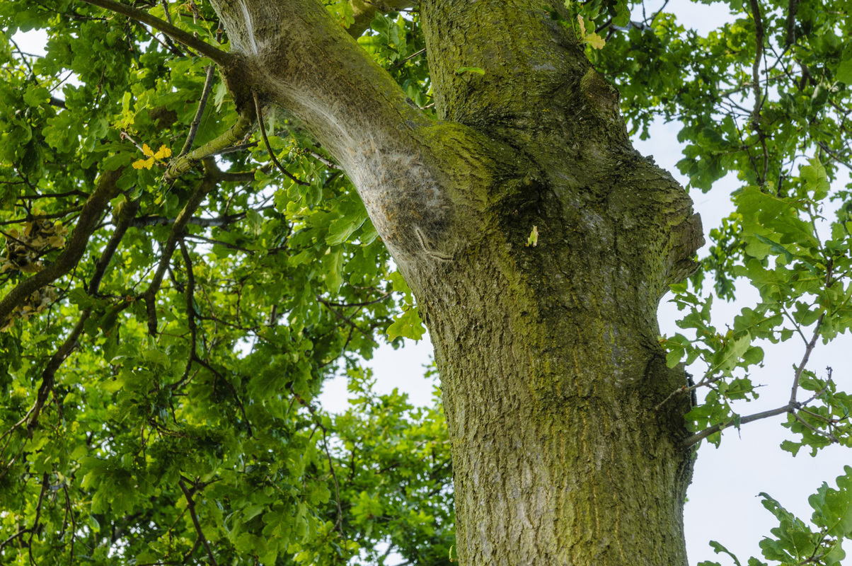 EPR1 Eikenprocessierups - lichte grond : Zakje voor 15-25m2 EPR1 Eikenprocessierups - lichte grond : Zakje voor 15-25m2