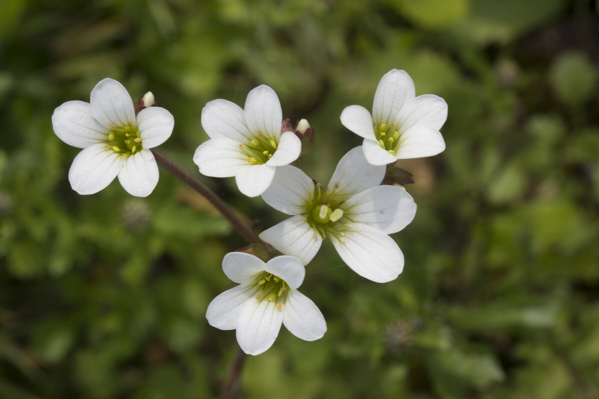Knolsteenbreek - Saxifraga granulata : Losse grammen