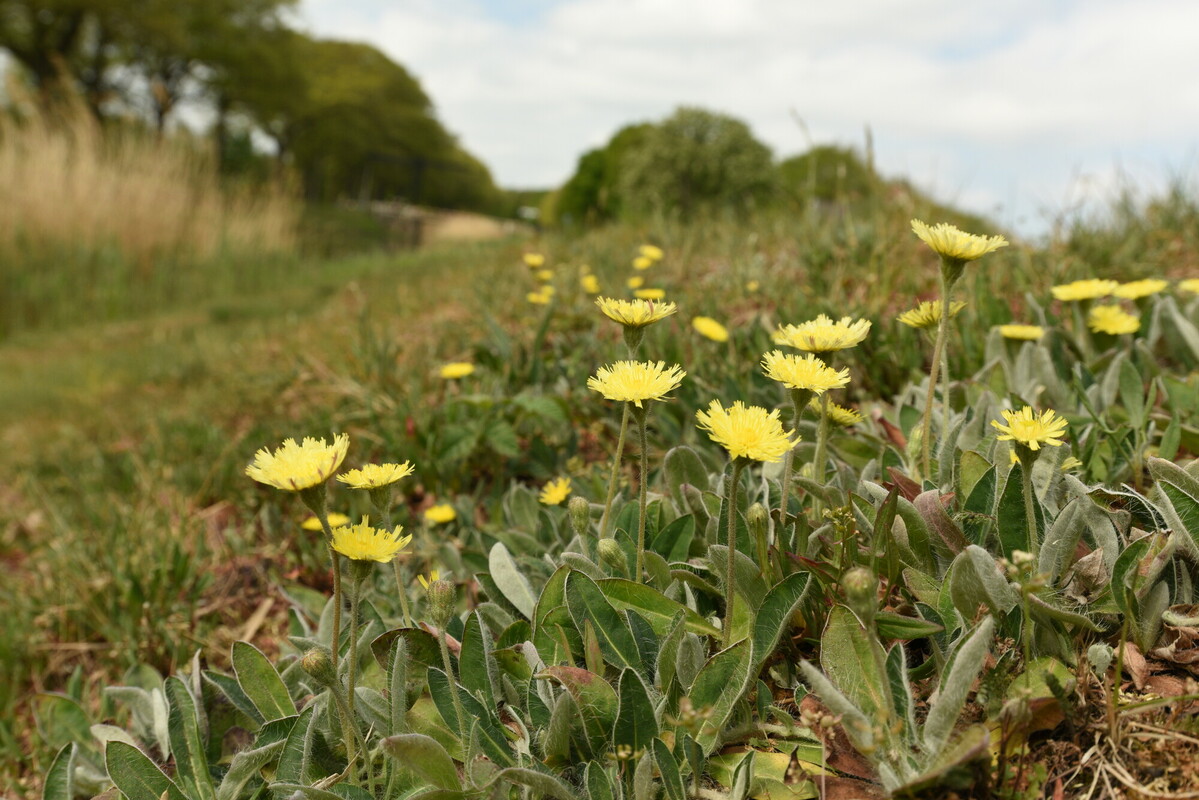 Muizenoor - Pilosella officinarum : Zakje