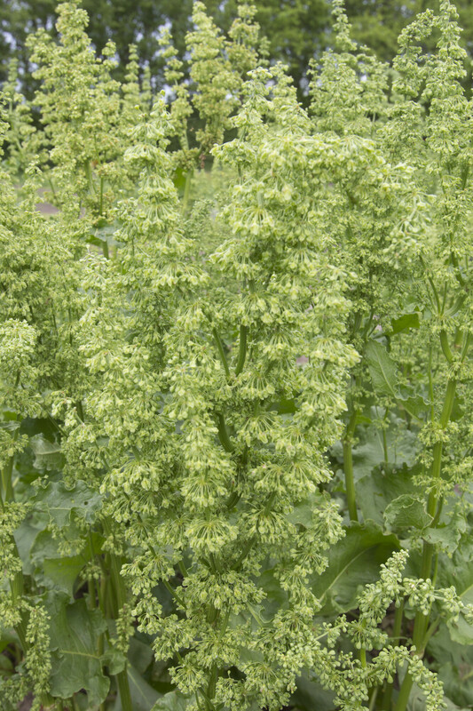 Paardenzuring - Rumex aquaticus : Losse grammen