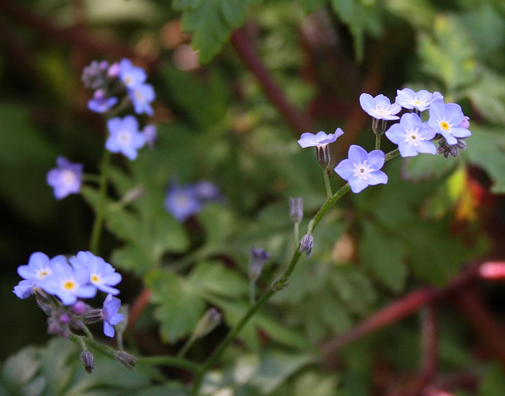 O1 Onderbegroeiing - boszoom : Zakje voor 15-25M2 O1 Onderbegroeiing - boszoom : Zakje voor 15-25M2