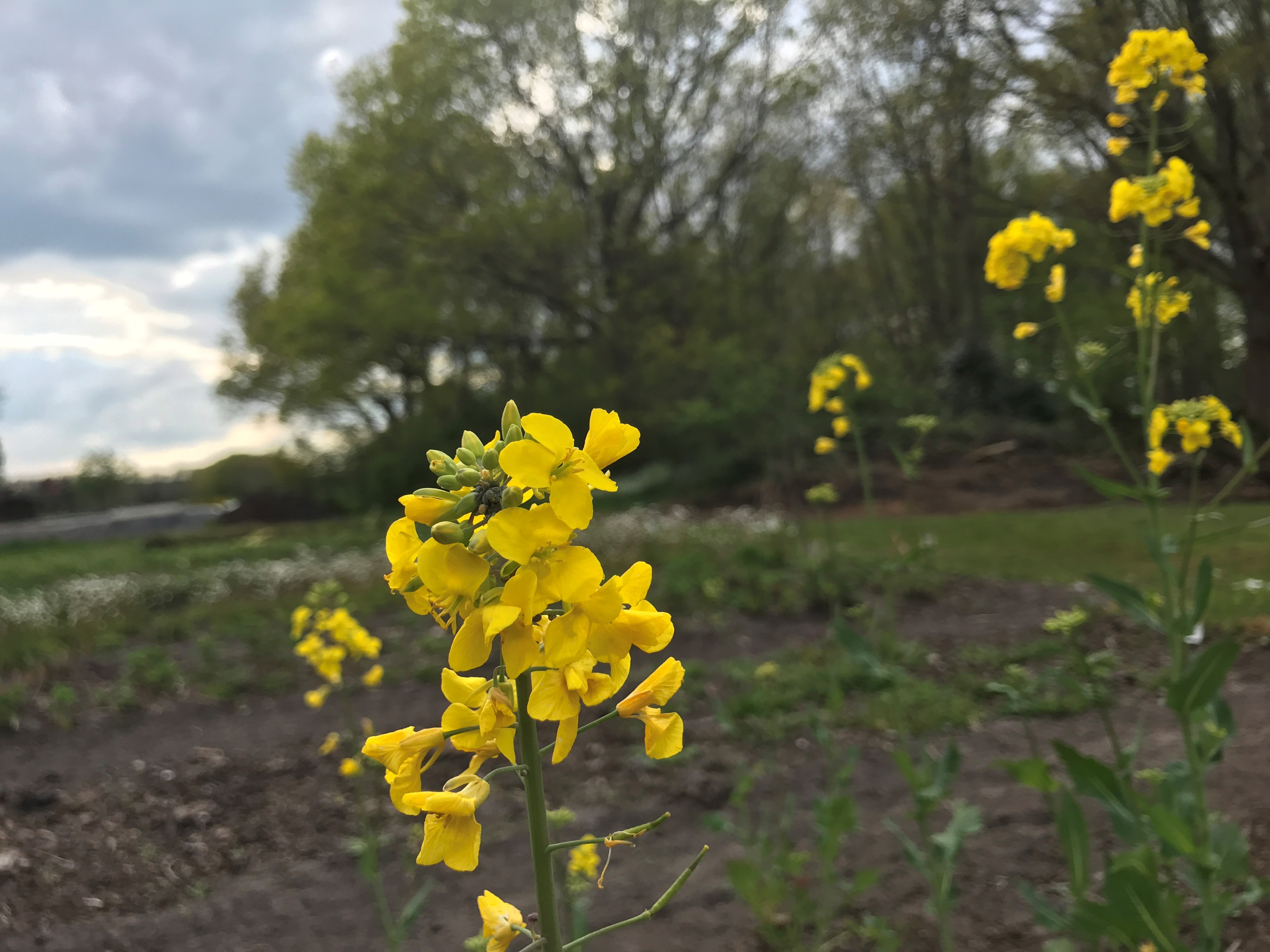 Wilde kool - Brassica oleracea subsp. oleracea Wilde kool - Brassica oleracea subsp. oleracea