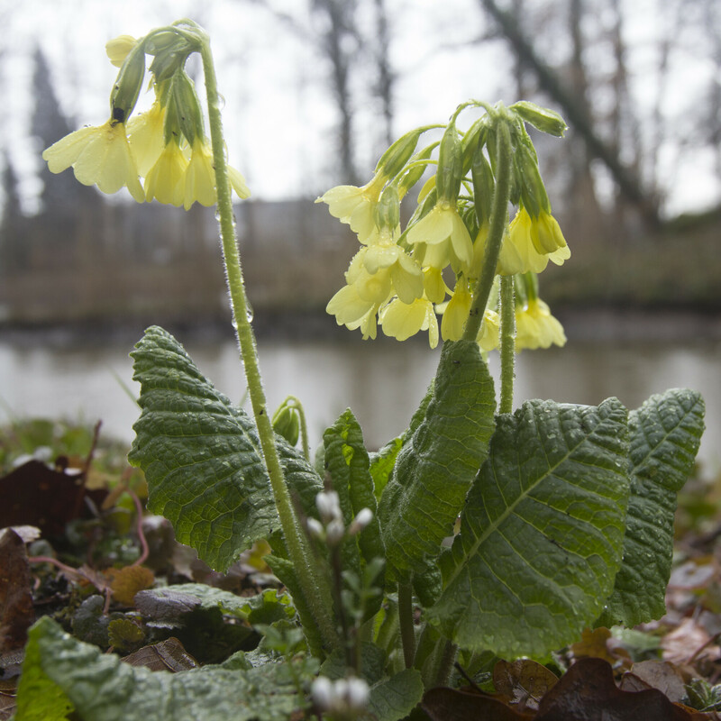 Slanke sleutelbloem - Primula elatior : Plant in P9 pot