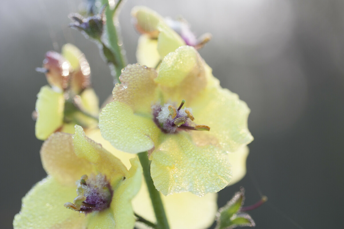 Mottenkruid - Verbascum blattaria : Zakje