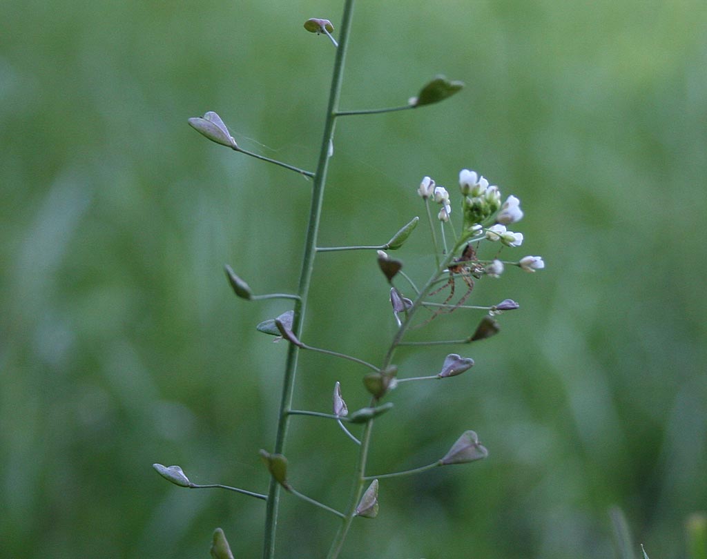 Herderstasje - Capsella bursa-pastoris : Zakje Herderstasje - Capsella bursa-pastoris : Zakje