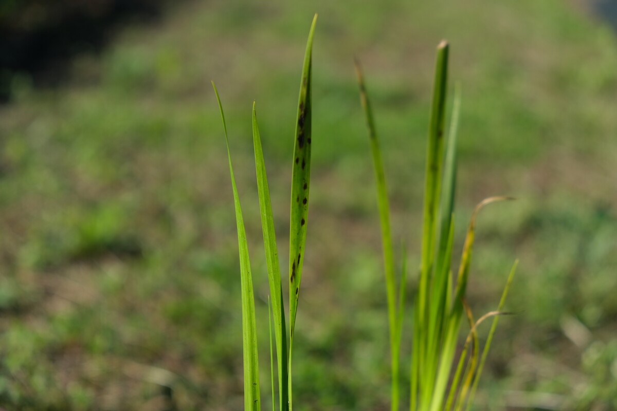 Kalmoes - Acorus calamus : Plant in P9 pot