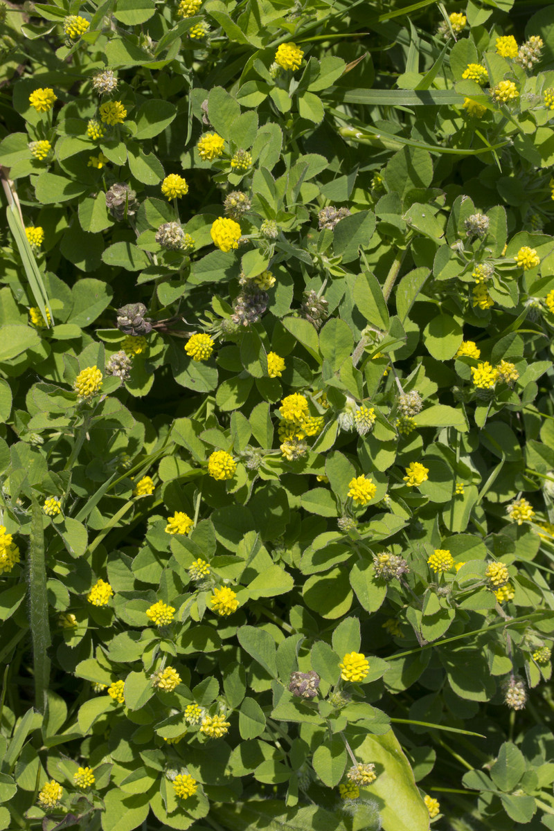 Hopklaver - Medicago lupulina : Zakje