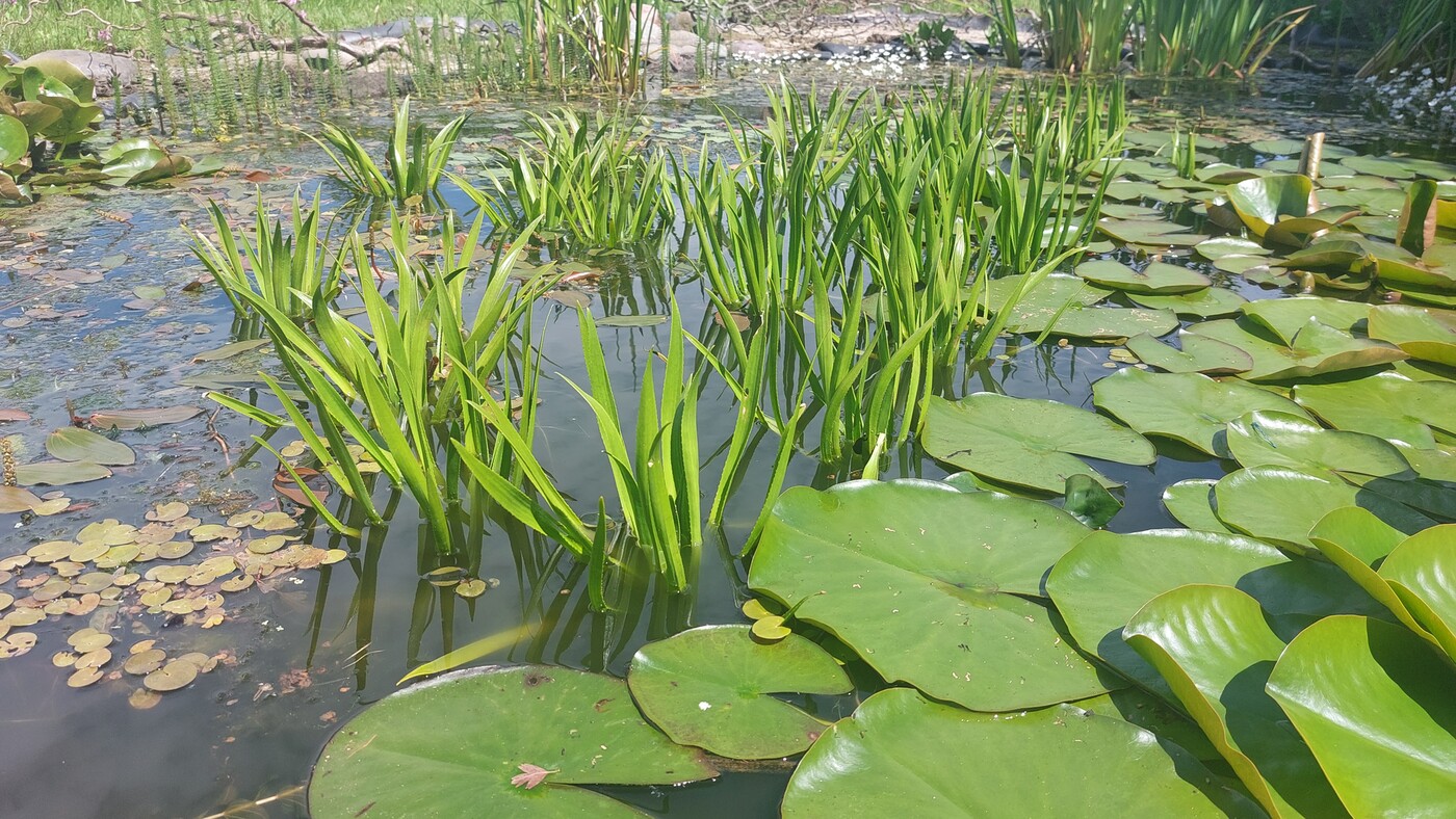 Tuiny Poel basispakket, i.s.m. IVN natuureducatie