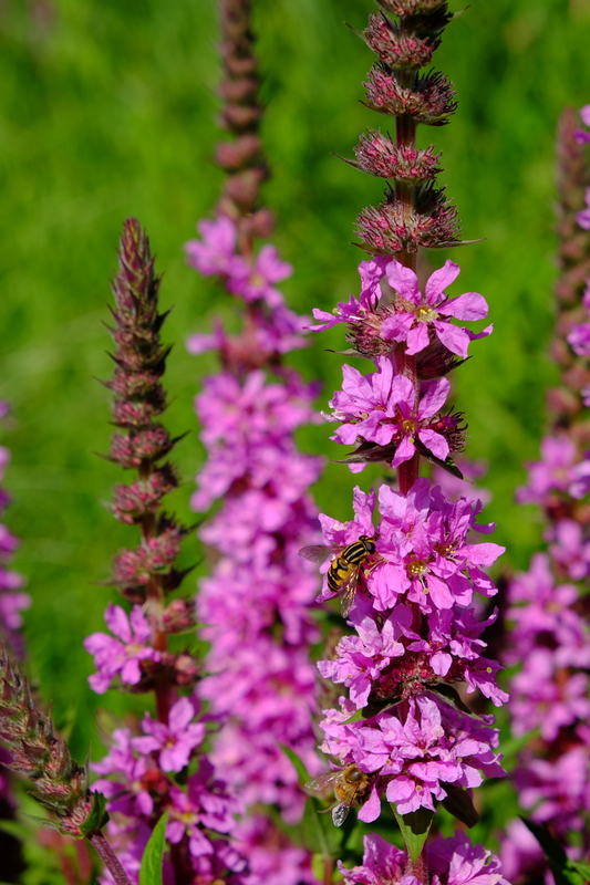 Grote kattenstaart - Lythrum salicaria : Plant in P9 pot