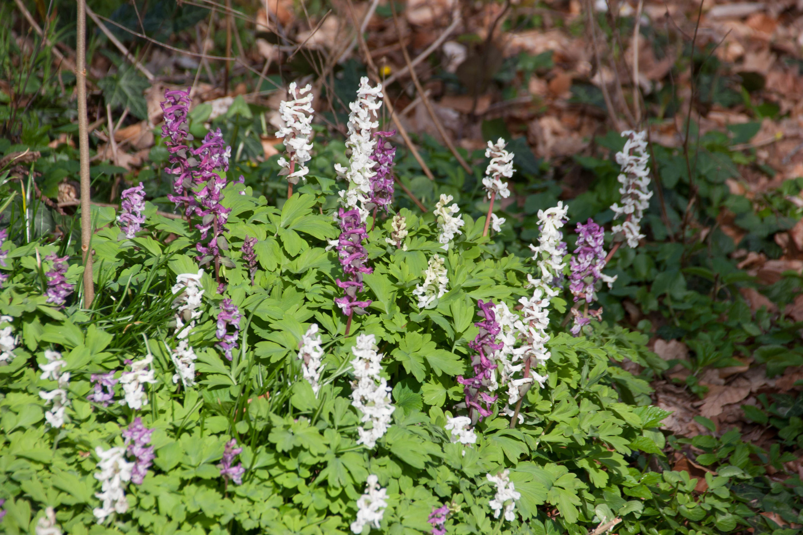 Holwortel - Corydalis cava (syn. C.bulbosa) : Verpakking met 25 bollen