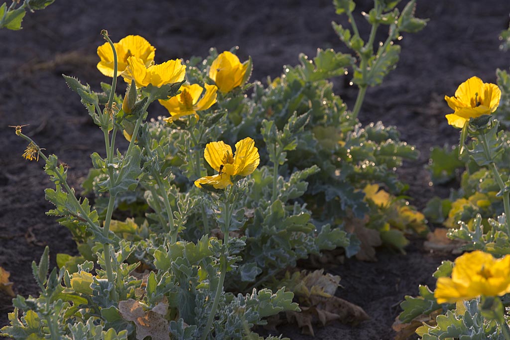 Gele hoornpapaver - Glaucium flavum : Losse grammen