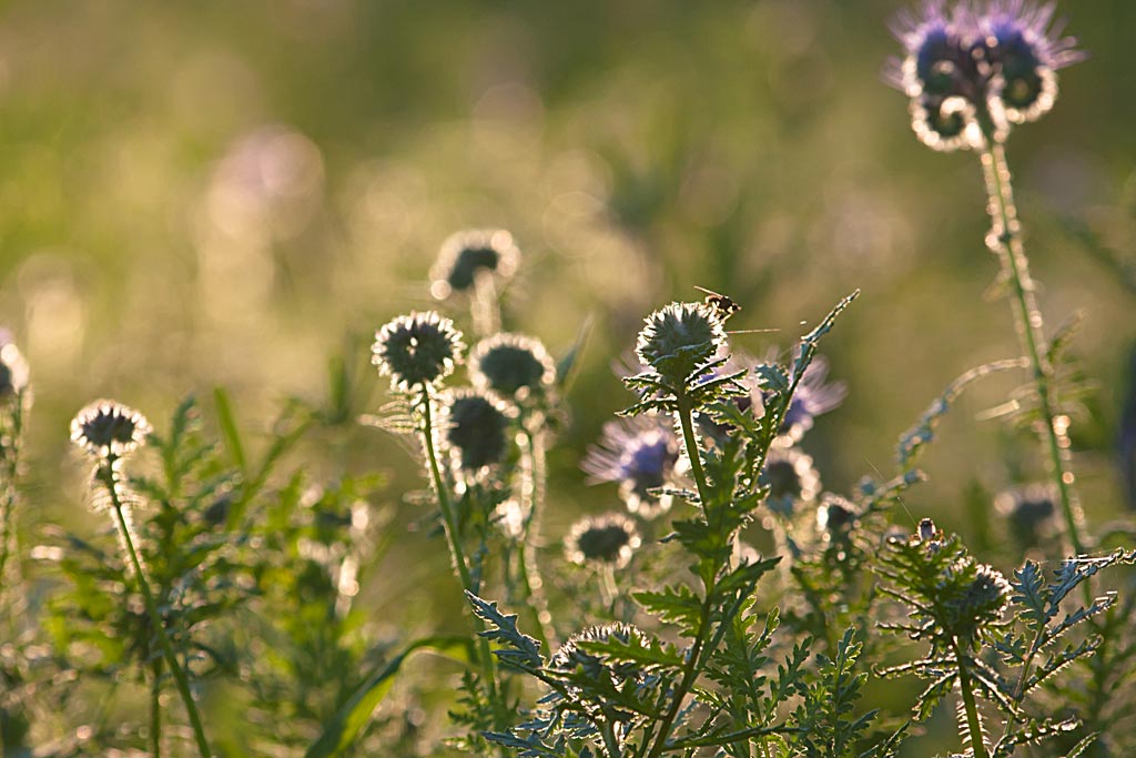 Phacelia (Bijenvoer) - Phacelia tanacetifolia : Losse grammen