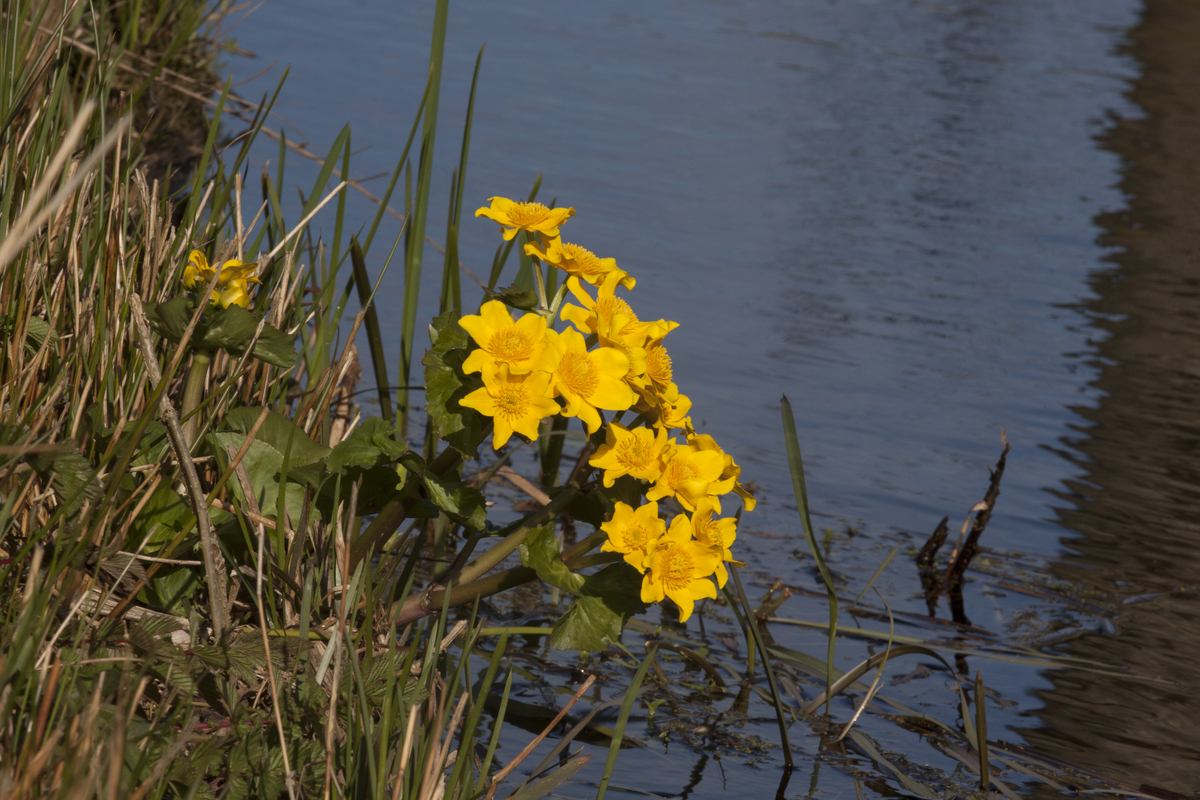 Plantpakket Libelle Hoeckje - laagblijvend