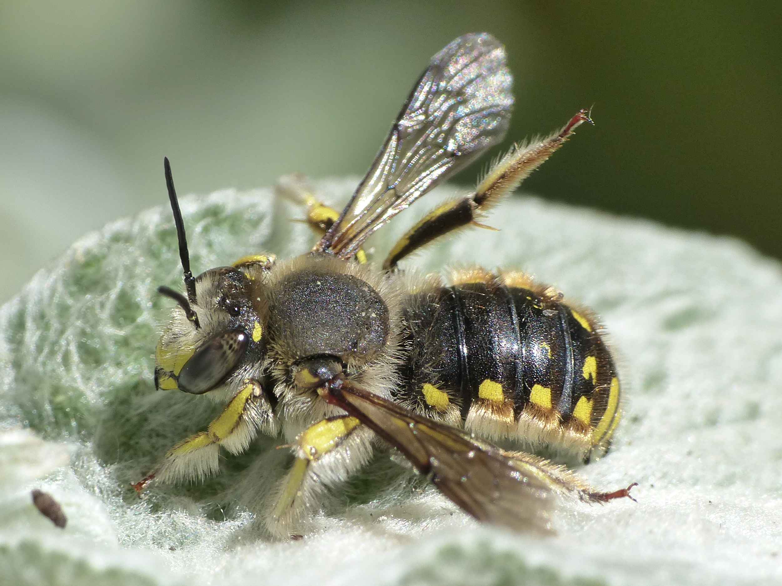 Grote wolbij - Help de wijkbij