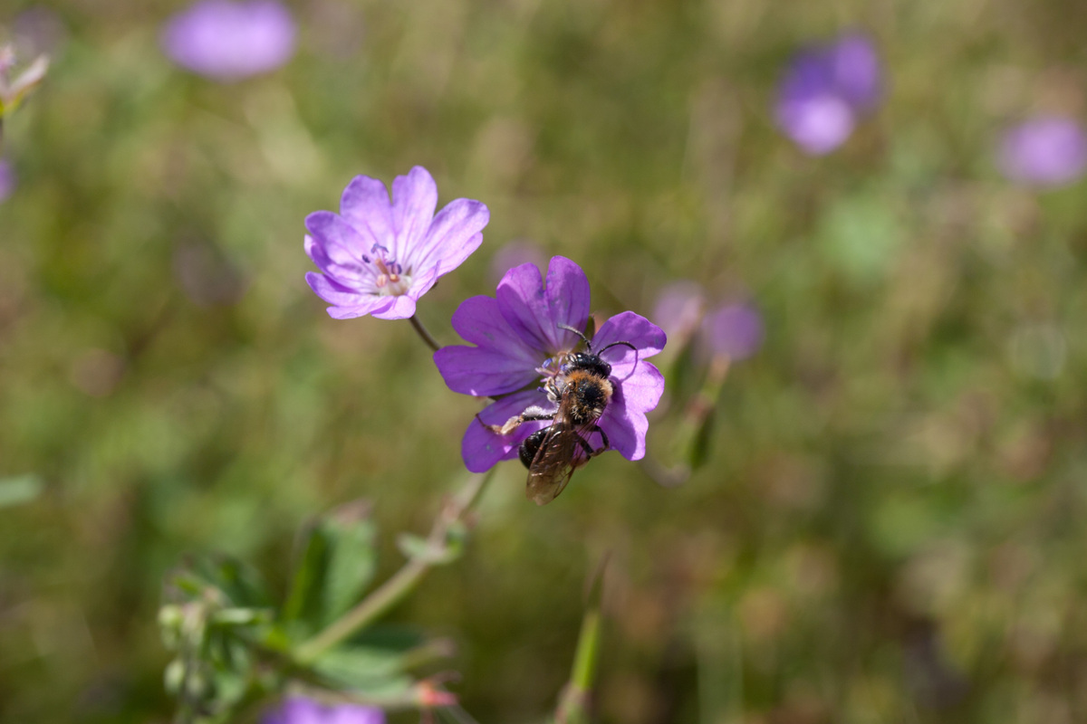 Bermooievaarsbek - Geranium pyrenaicum : Plant in P9 pot