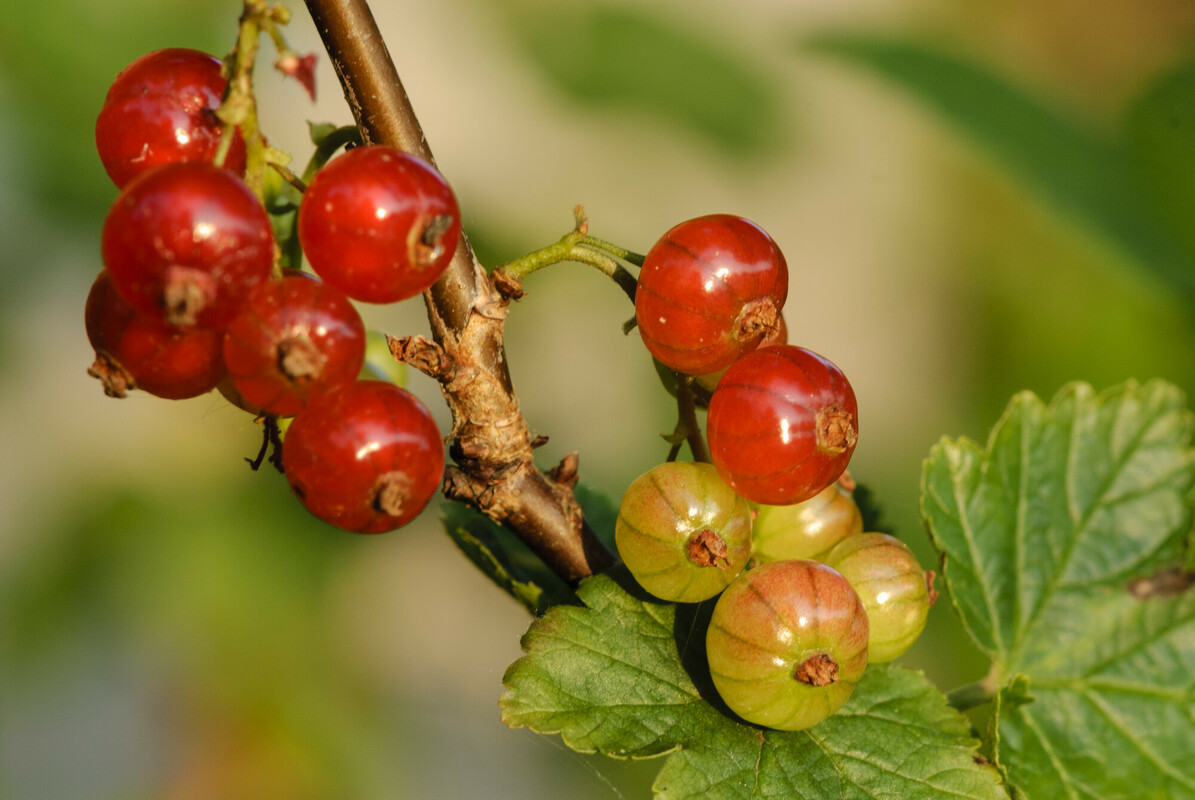 Aalbes - Ribes rubrum : Los stuk wortelgoed
