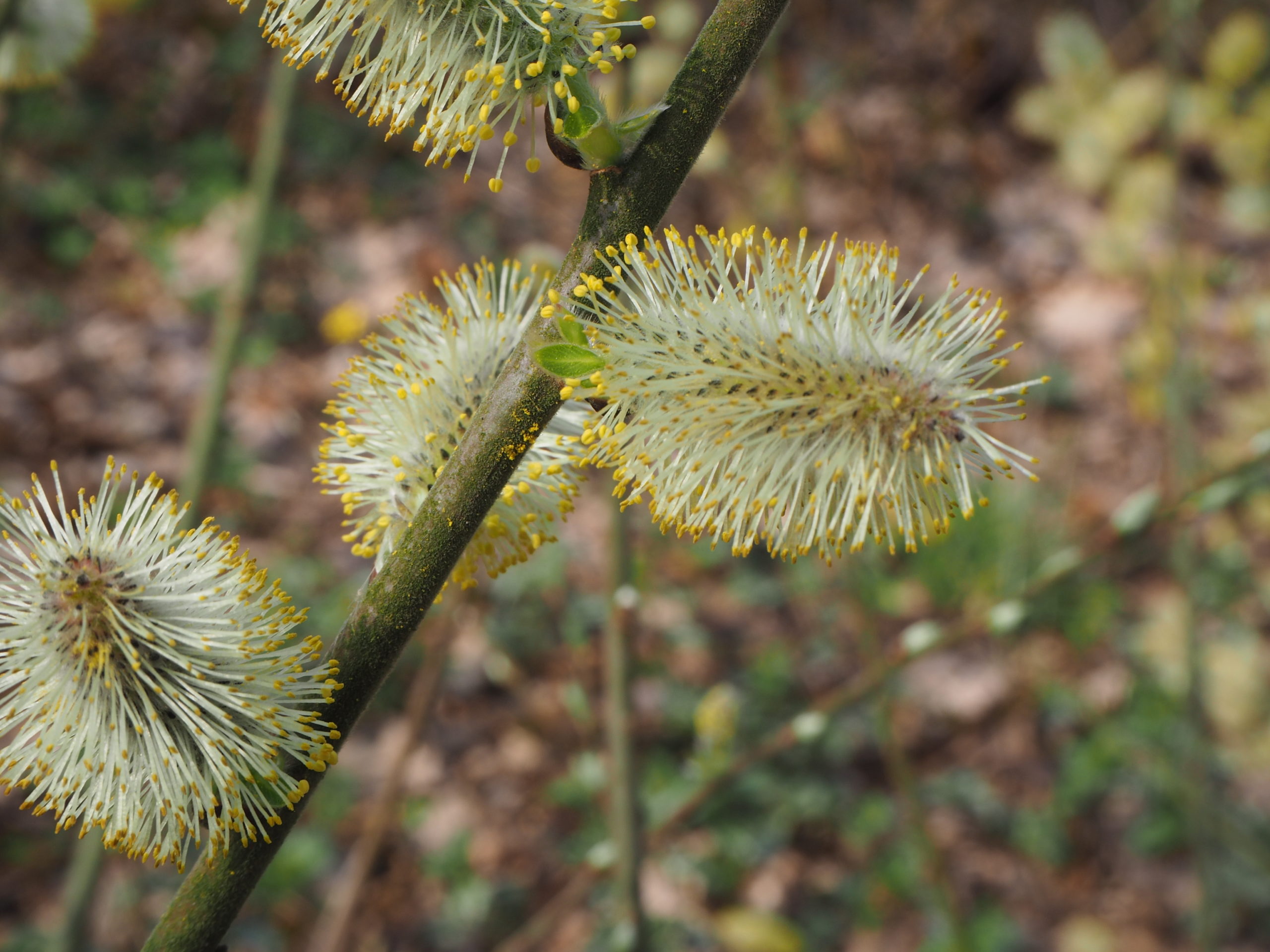 Grauwe wilg - Salix cinerea : Los stuk wortelgoed