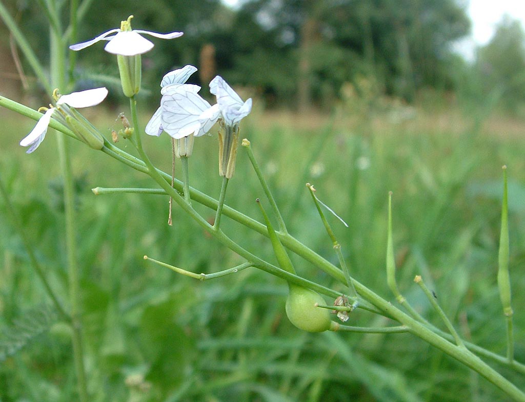 Knopherik - Raphanus raphanistrum : Zakje