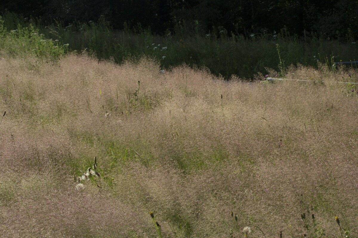 Gewoon struisgras - Agrostis capillaris : Zakje