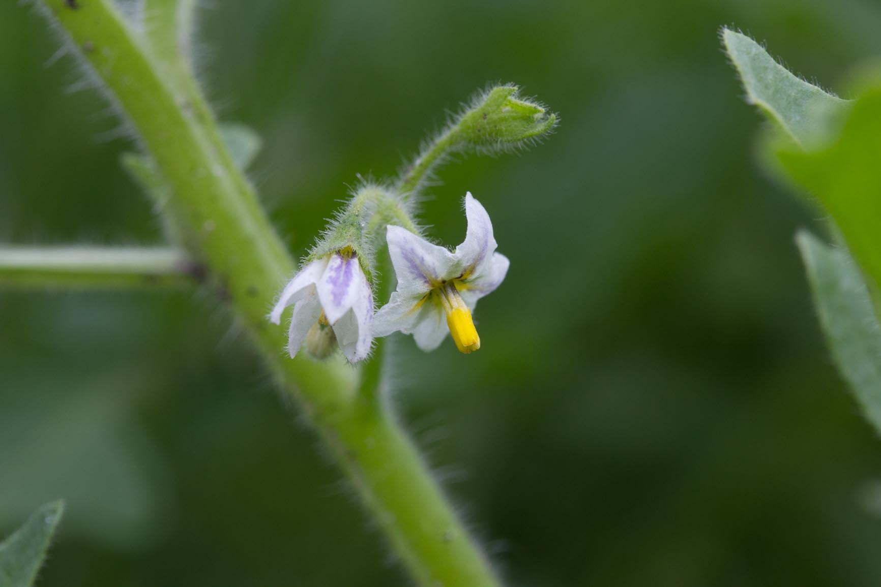 Driebloemige nachtschade - Solanum triflorum : Zakje