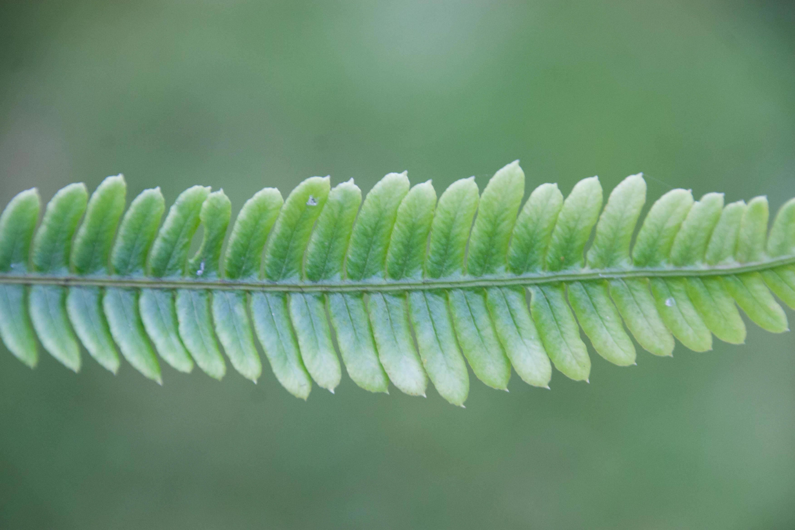 Dubbelloof - Blechnum spicant : Plant in P9 pot