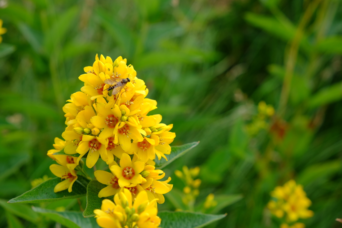 Grote wederik - Lysimachia vulgaris : Plant in P9 pot