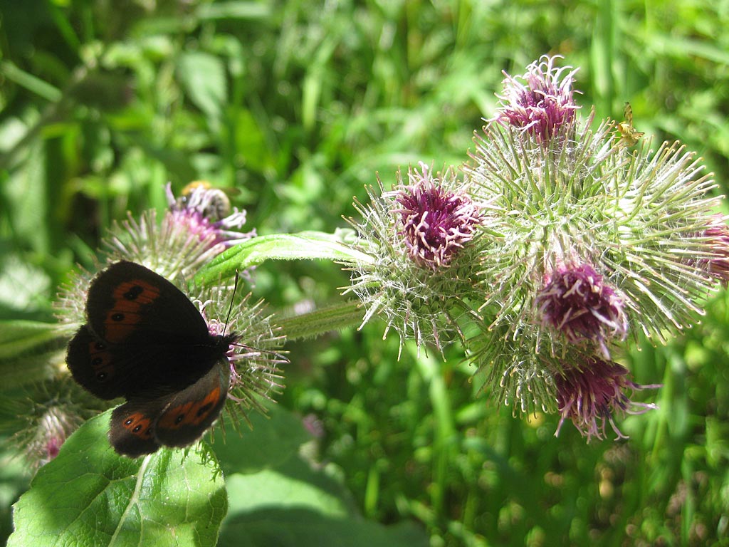 Grote klit - Arctium lappa : Plant in P9 pot