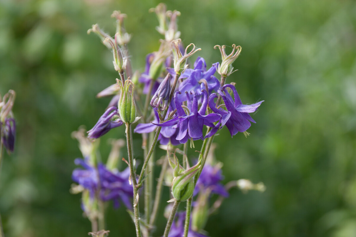 Wilde akelei - Aquilegia vulgaris : Zakje Wilde akelei - Aquilegia vulgaris : Zakje