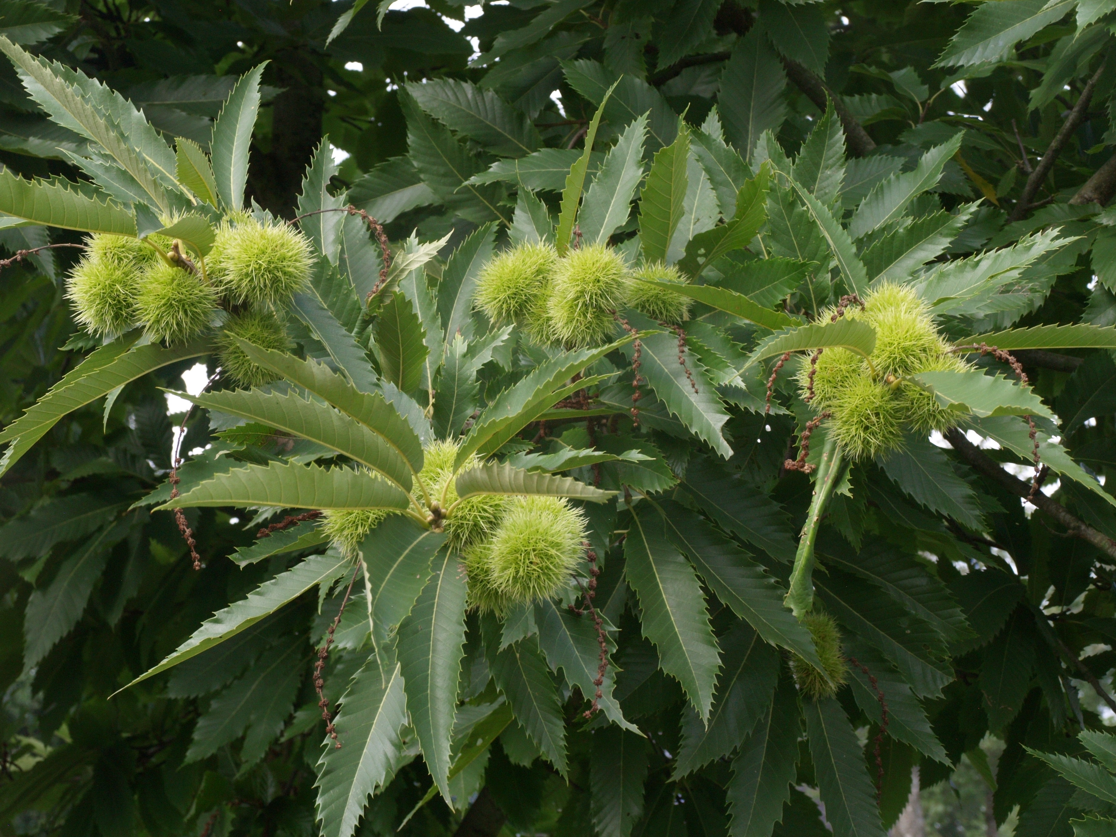 Tamme kastanje - Castanea sativa : Plant in C3 liter pot