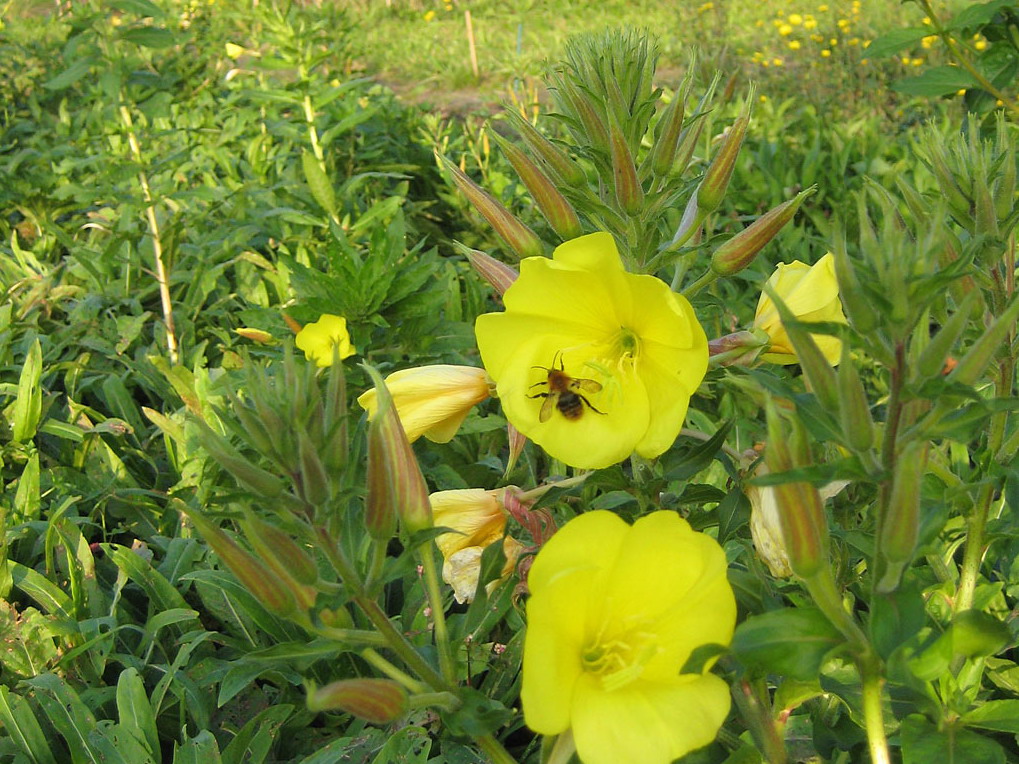 Grote teunisbloem - Oenothera glazioviana : Losse grammen