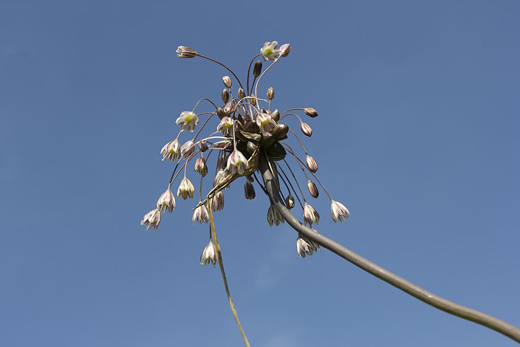 Moeslook - Allium oleraceum : Plant in P9 pot