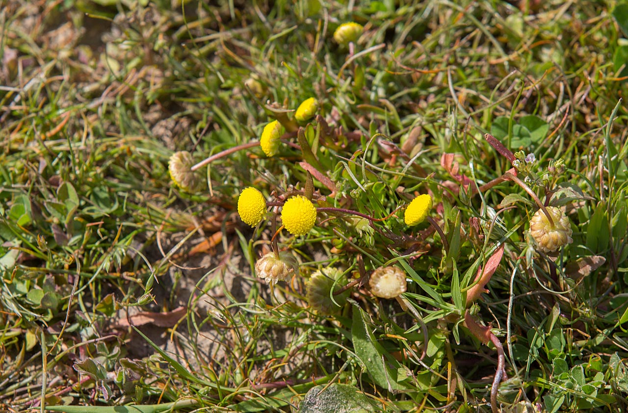 Goudknopje - Cotula coronopifolia : Losse grammen