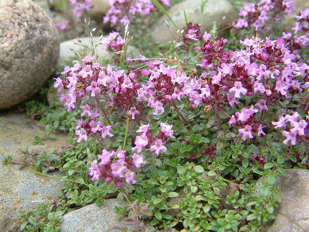 Grote tijm - Thymus pulegioides : Plant in P9 pot