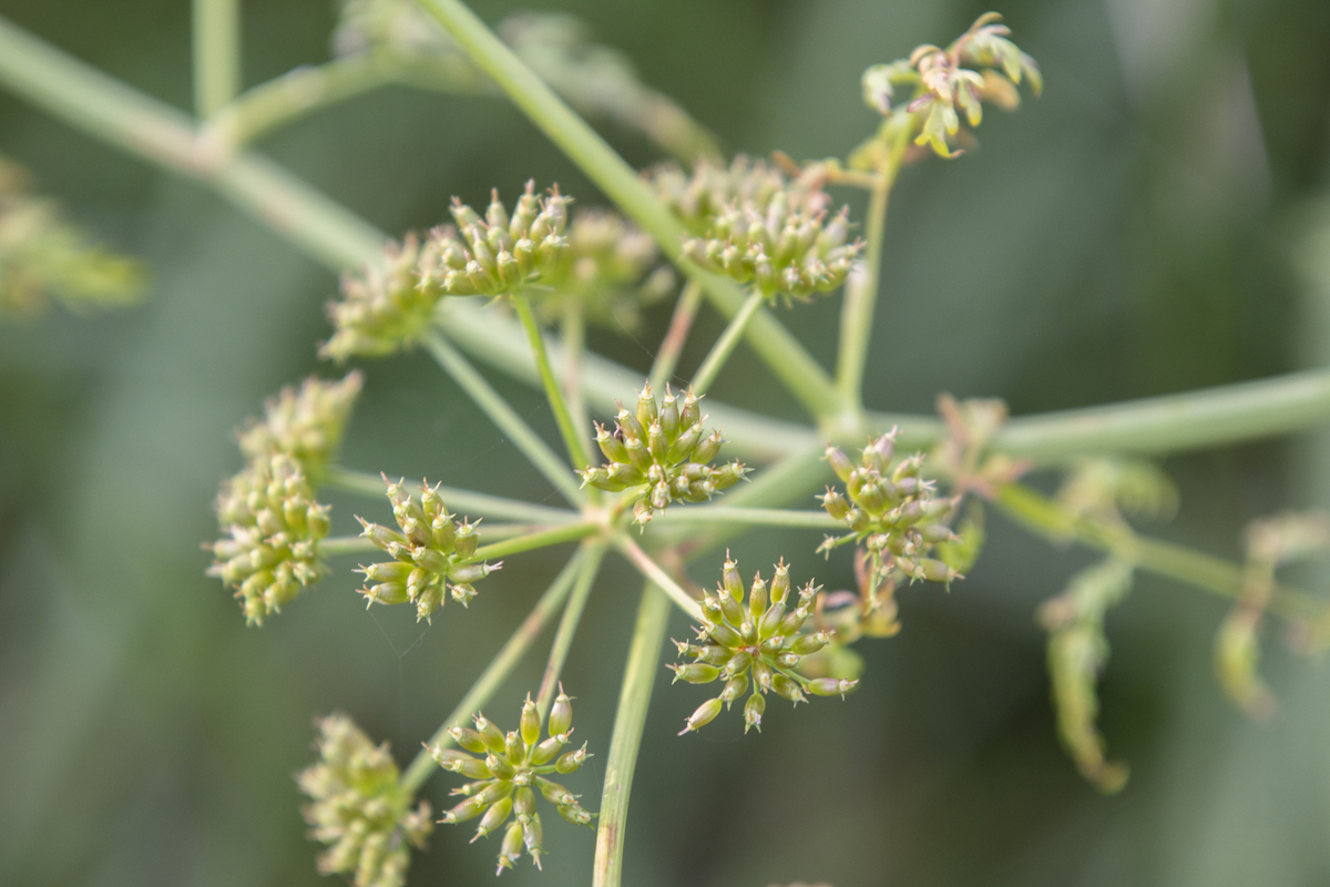 Watertorkruid - Oenanthe aquatica : Plant in P9 pot