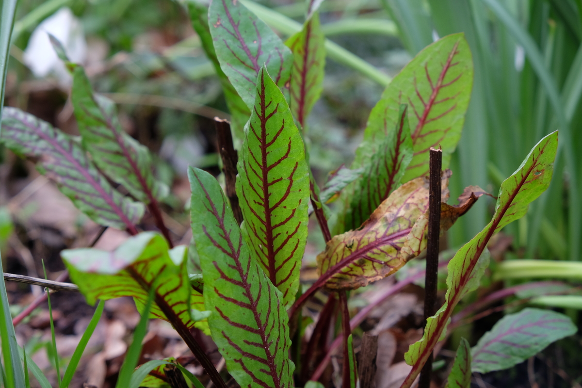 Bloedzuring - Rumex sanguineus : Losse grammen