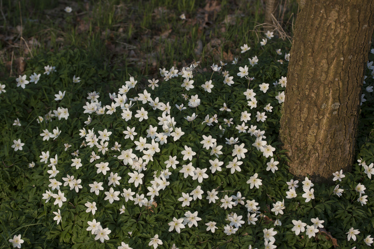 Bosanemoon - Anemone nemorosa : Zakje