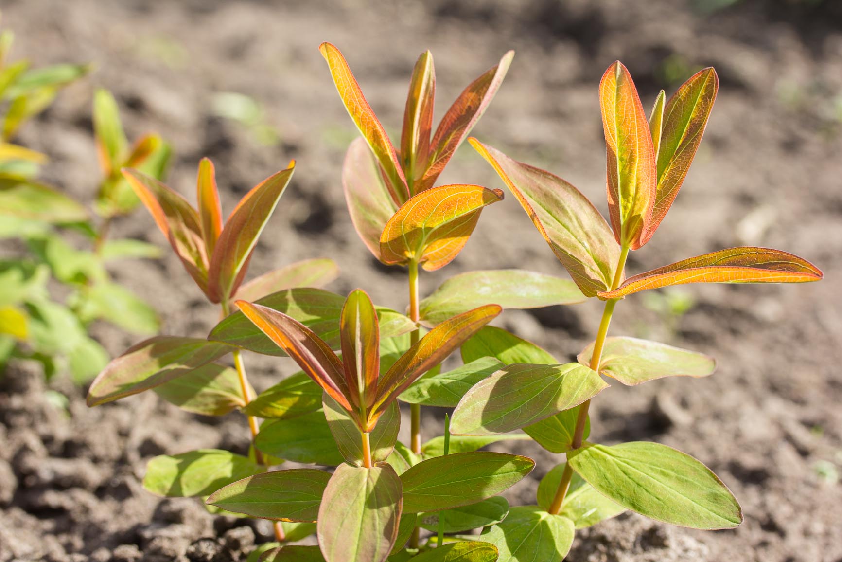 Berghertshooi - Hypericum montanum : Zakje